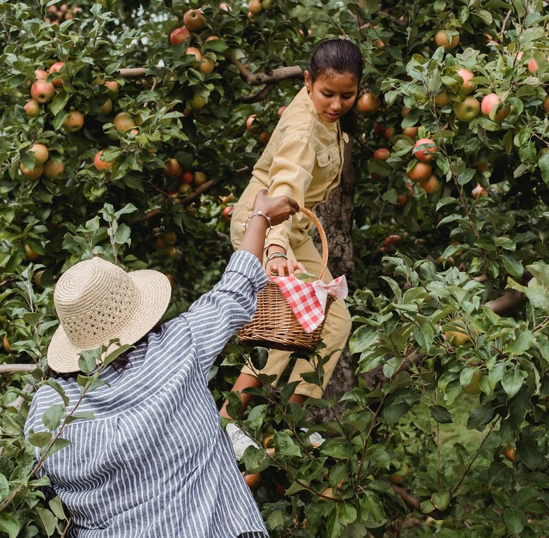 Ethnic teen harvesting apples with mother in farm