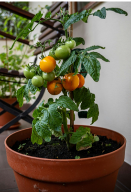 Seeds of Understanding